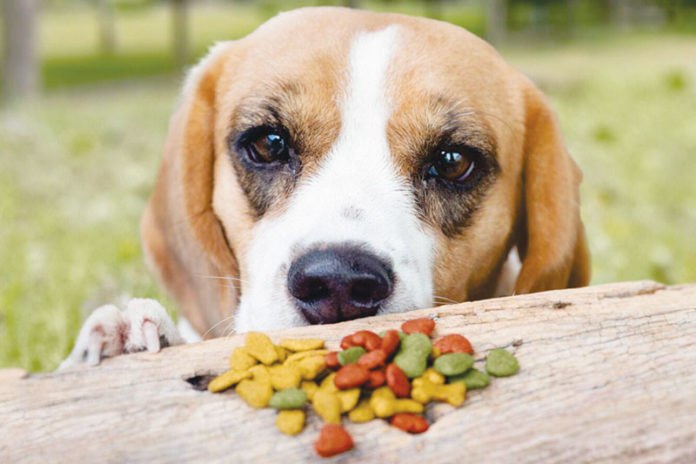 Pesquisa revela novidades na alimentação dos pets