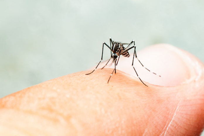 Cuidados redobrados com a dengue