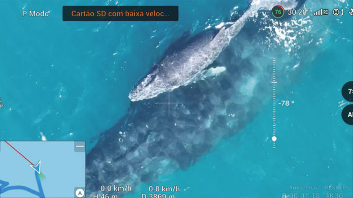 Registro de baleias jubarte em Lauro de Freitas