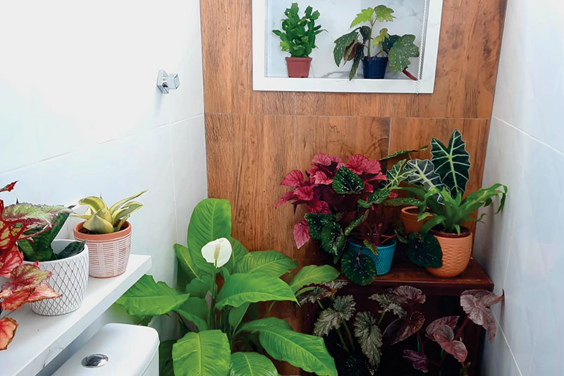 Do quintal da vovó para sala de estar: Plantas ganham cada vez mais espaço  na decoração de ambientes | Vilas Magazine