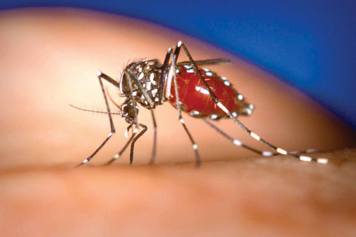 governo faz alerta sobre casos de dengue