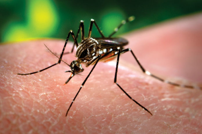 dicas para eliminar mosquito da dengue