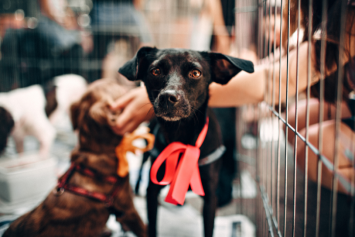 Parque Shopping recebe feira de adoção de animais feira de adocao em lauro de freitas