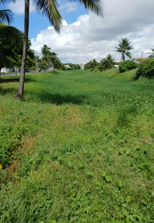 questionamento quanto ao maus tratos sofridos a decadas pelo rio sapato em lauro de freitas