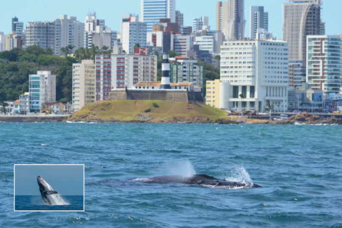 A proposta parte de uma premissa fundamental: conhecer o oceano é também um caminho para compreender a importância de conservá-lo o projeto baleia jubarte e uma inciciativa voltada a protecao da especie